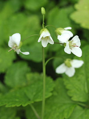 CARDAMINE DIPHYLLA
