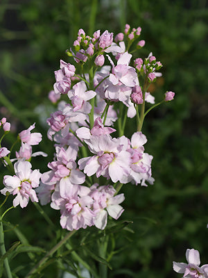 CARDAMINE PRATENSIS 'FLORE PLENO'