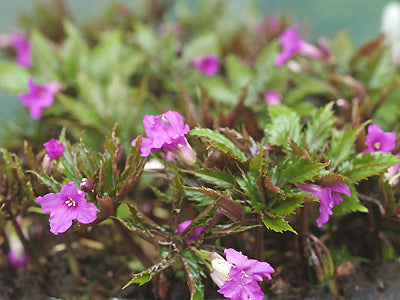 CARDAMINE GLANDULIGERA