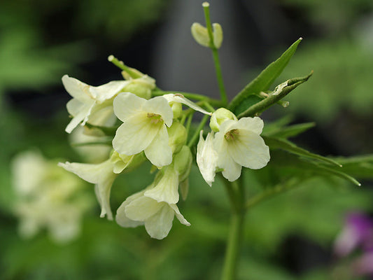 CARDAMINE KITAIBELII