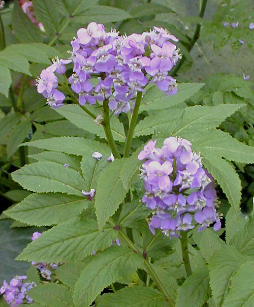 CARDAMINE MACROPHYLLA