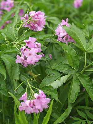CARDAMINE PENTAPHYLLOS