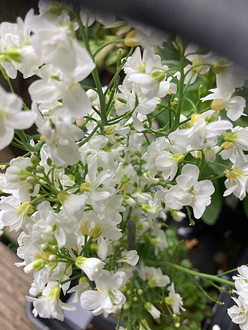 CARDAMINE PRATENSIS 'DIANE'S PETTICOAT'