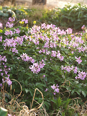 CARDAMINE QUINQUEFOLIA