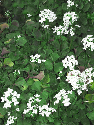 CARDAMINE TRIFOLIA