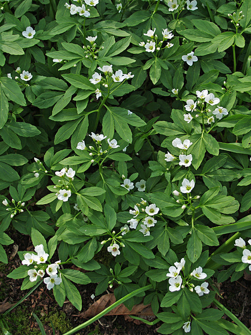 CARDAMINE WALDSTEINII