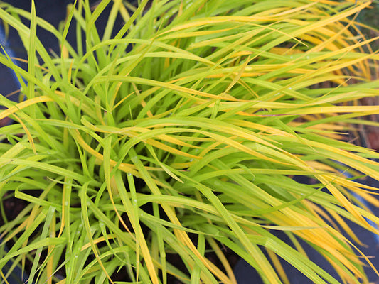 CAREX ELATA 'KNIGHTSHAYES'