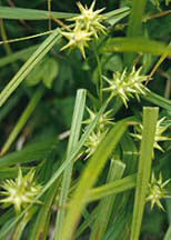 CAREX GRAYI