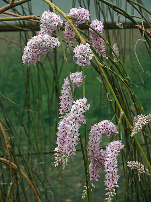 CARMICHAELIA STEVENSONII