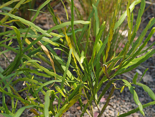 CARMICHAELIA WILLIAMSII