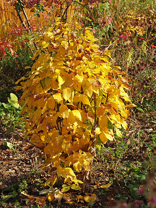 CARPINUS BETULUS 'COLUMNARIS NANA'