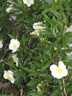 CARPENTERIA CALIFORNICA