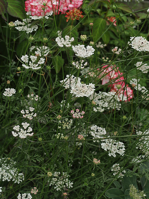 DAUCUS CAROTA TQ-64
