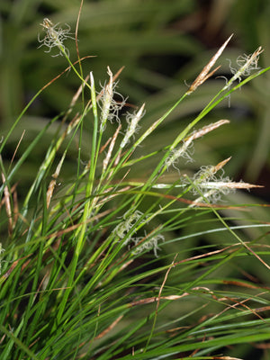 CAREX ALBA