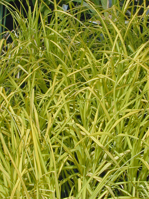 CAREX ELATA 'AUREA'