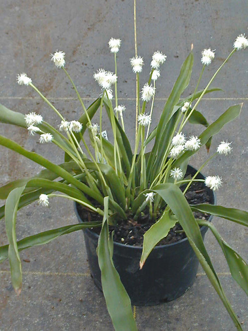 CYMOPHALLUS FRASERIANUS