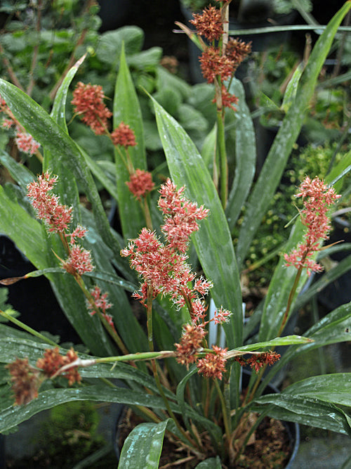 CAREX SCAPOSA