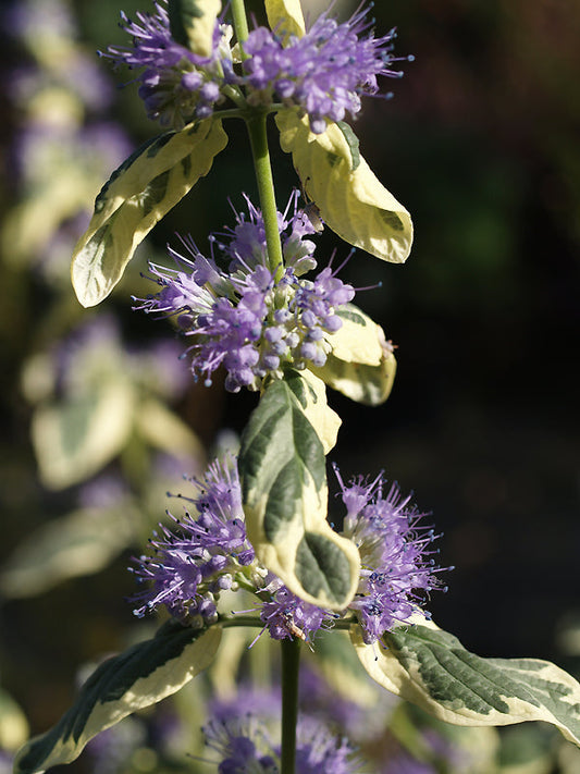 CARYOPTERIS x CLANDONENSIS 'WHITE SURPRISE'