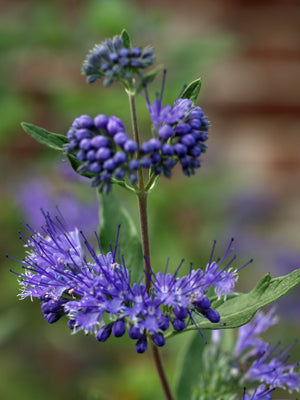 CARYOPTERIS x CLANDONENSIS