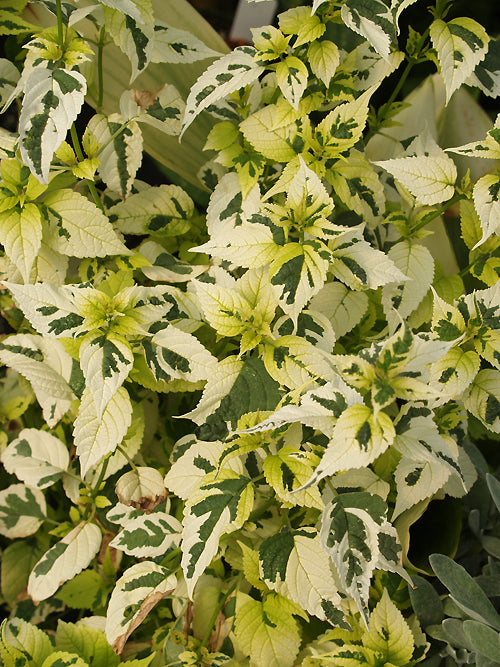 CARYOPTERIS DIVARICATA 'ELECTRUM'