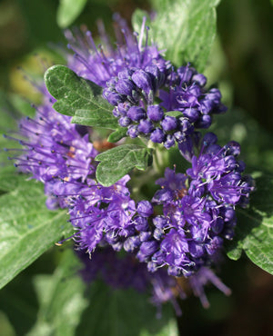 CARYOPTERIS x CLANDONENSIS 'GRAND BLEU'