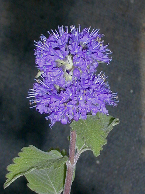 CARYOPTERIS INCANA