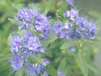 CARYOPTERIS x CLANDONENSIS 'KEW BLUE'