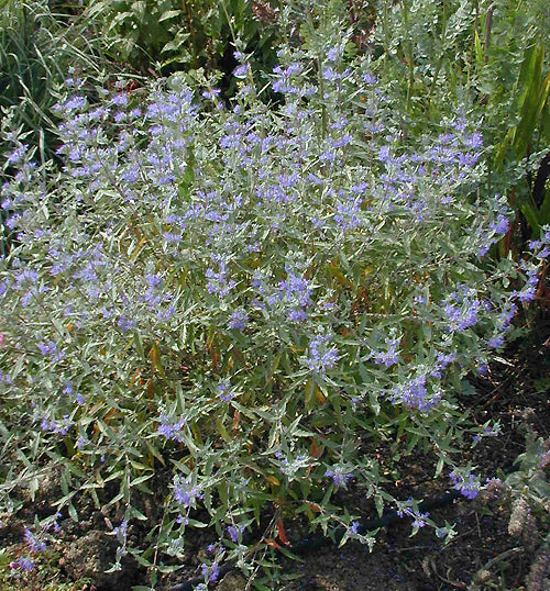 CARYOPTERIS x CLANDONENSIS 'PERSHORE'