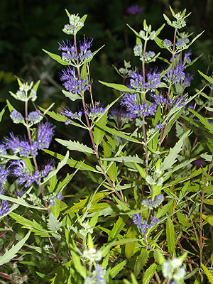 CARYOPTERIS x CLANDONENSIS 'WORCESTER GOLD'