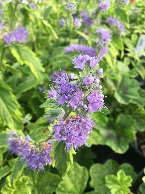 CARYOPTERIS x CLANDONENSIS 'SUMMER SORBET'