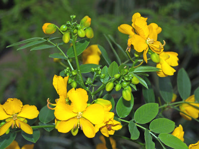 SENNA MARILANDICA