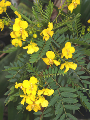 SENNA CORYMBOSA FVP PE-3