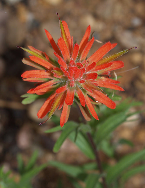 CASTILLEJA ELEGANS