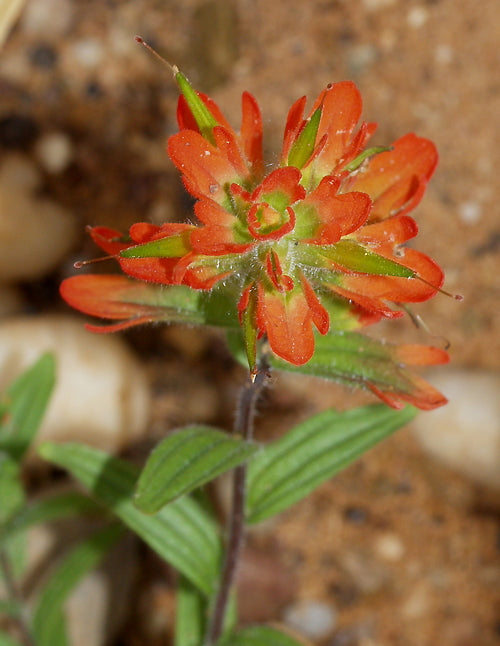 CASTILLEJA HISPIDA