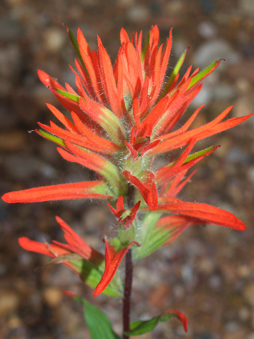 CASTILLEJA MINIATA