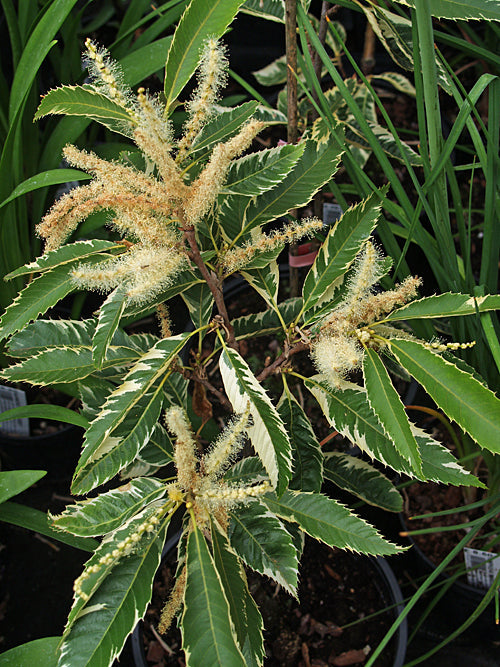 CASTANEA SATIVA 'ALBOMARGINATA'