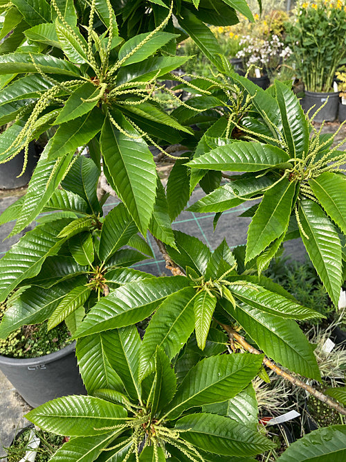 CASTANEA SATIVA 'MARRON DE LYON'