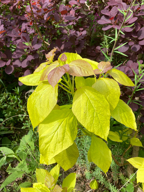 CATALPA BIGNONIOIDES 'AUREA'