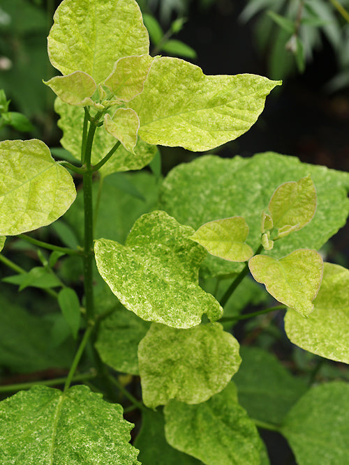 CATALPA SPECIOSA 'PULVERENTULA'