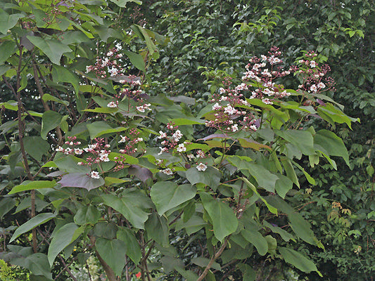 CATALPA x ERUBESCENS 'PURPUREA'