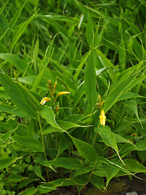 CAUTLEYA GRACILIS