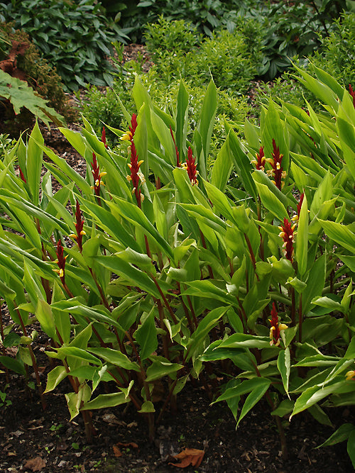 CAUTLEYA SPICATA 'ROBUSTA'