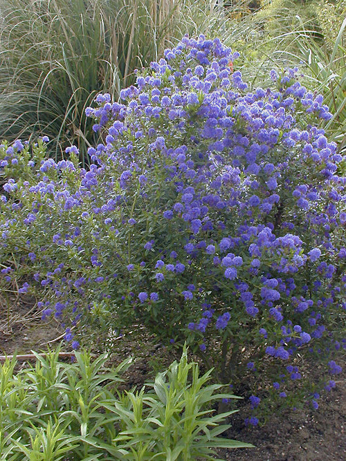 CEANOTHUS 'CONCHA'