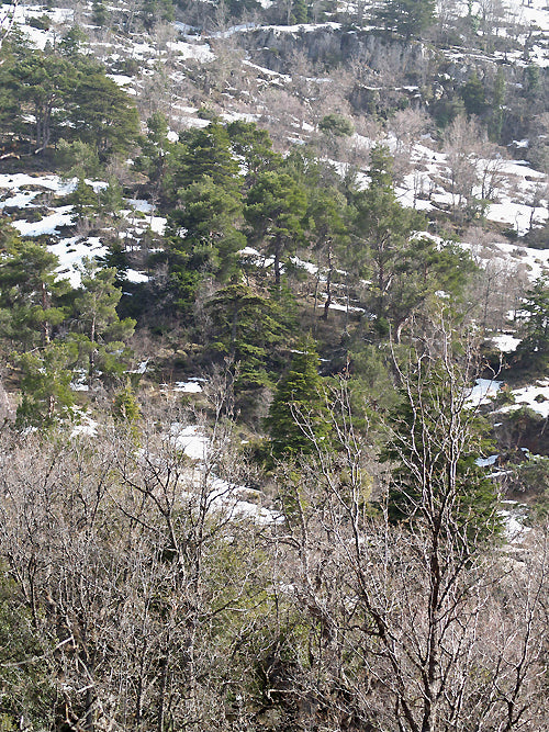 CEDRUS LIBANI