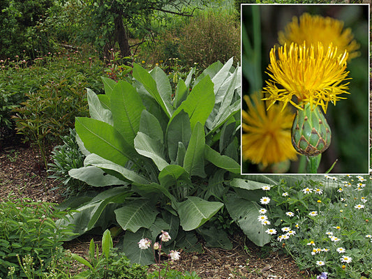 CENTAUREA SP. RCB AM-1