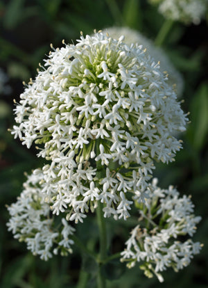 CENTRANTHUS RUBER 'ALBUS'