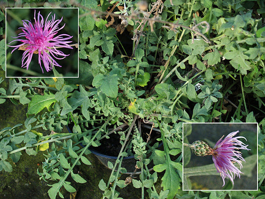 CENTAUREA MARSCHALLIANA W&B BG B-1