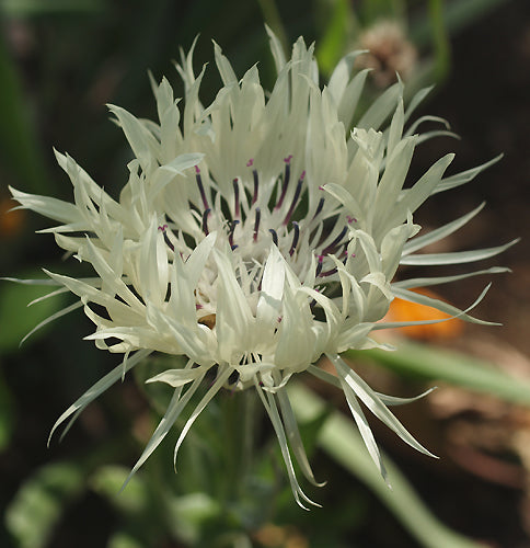 CENTAUREA CHEIRANTHIFOLIA