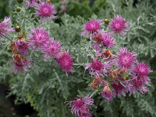 CENTAUREA CINERARIA subsp.CINERARIA