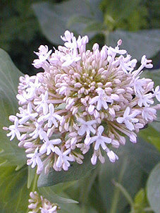 CENTRANTHUS RUBER 'FIRST BLUSH'
